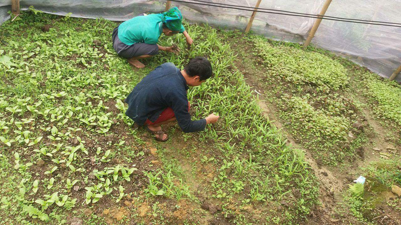 Hội LHPN kết hợp với Hội Nông dân xã Nậm Khòa tổ chức triển khai vườn rau dinh dưỡng